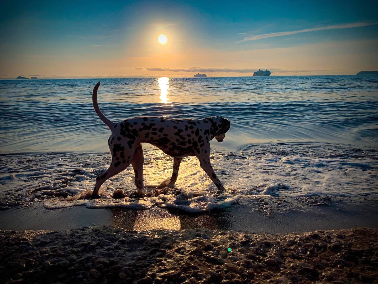 Dog Friendly Accommodation in Brixham | Penny Steps Guest House in Brixham Dog-friendly-beaches-Brixham-Penny-Steps-dog-friendly-accomodation-brixham