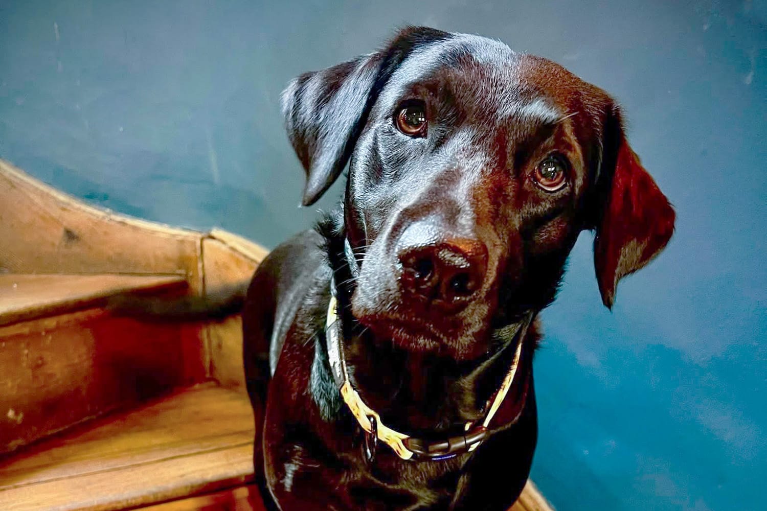 Dog Friendly Accommodation in Brixham | Penny Steps Guest House in Brixham Tilly-Dog-Friendly-accomodation-brixham-penny-steps